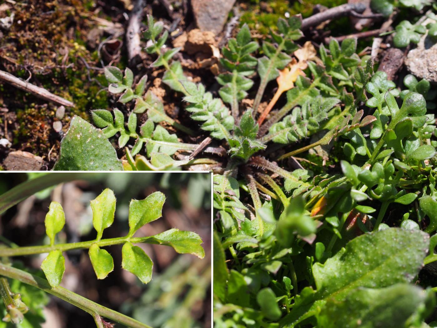 Bittercress, Hairy leaf